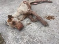 cachorro-e-encontrado-em-estado-grave-por-abandono-apos-tutora-ser-denunciada