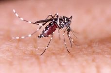 tijucas-registra-mais-uma-morte-por-dengue