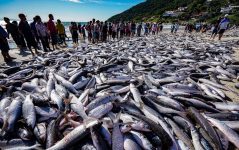 pesca-artesanal-da-tainha-e-encerrada-apos-19-dias-em-santa-catarina