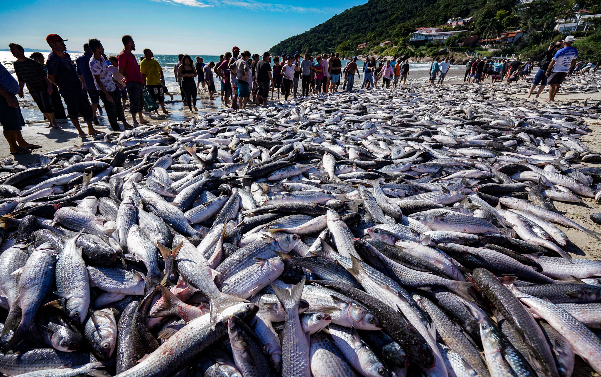 Mesmo com restrições, pesca da tainha em Santa Catarina registra lanços  históricos - Agência de Notícias SECOM